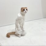 保護した生後1ヶ月の子猫の異変に瞬時に気付いた猫の反応がすごすぎました…