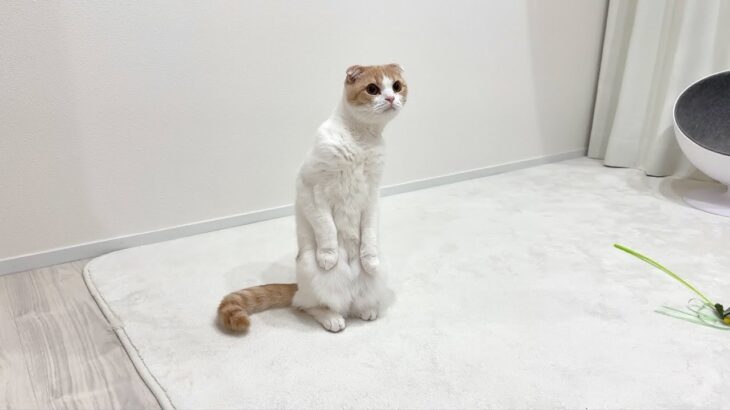 保護した生後1ヶ月の子猫の異変に瞬時に気付いた猫の反応がすごすぎました…