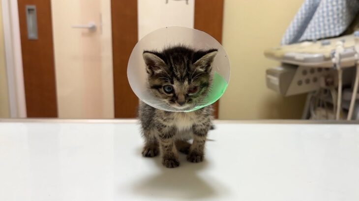 退院した生後1ヶ月の子猫を迎えに行ったらこんな姿になってしまた…