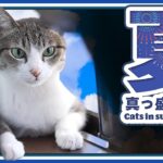 夏真っ盛りな猫の様子【2024年】