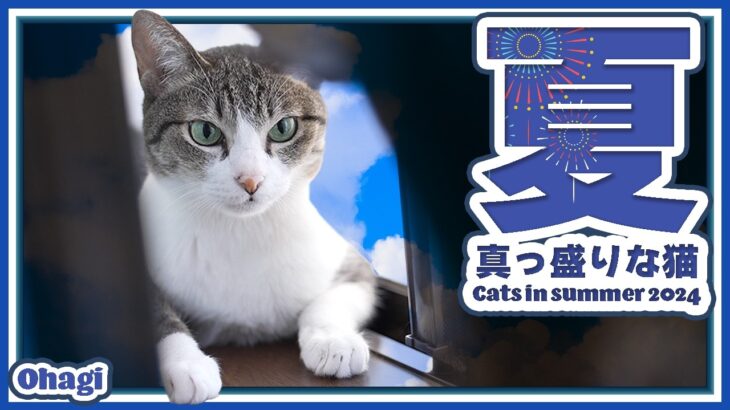 夏真っ盛りな猫の様子【2024年】