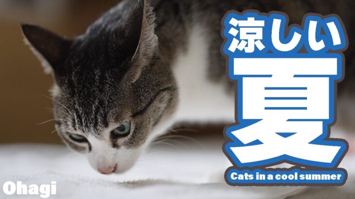 涼しい夏と猫【2024】