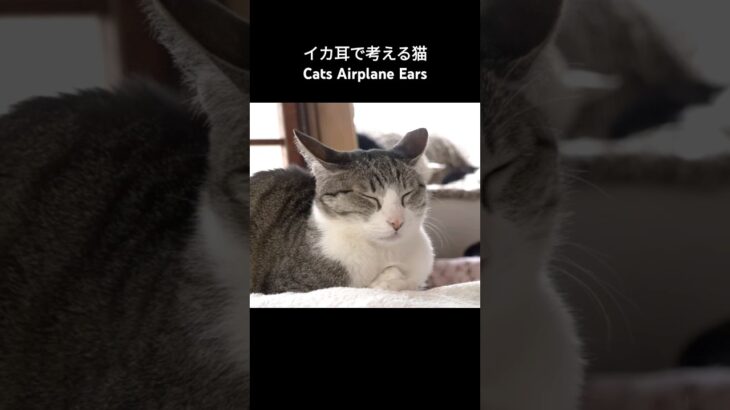 イカ耳で考える猫🐱 – Cats Airplane Ears – #shorts #cat
