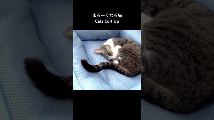 まるーくなる猫🐱 – Cats Curl Up – #shorts #cat