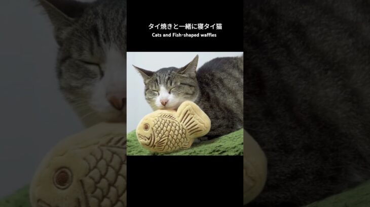 タイ焼きと一緒に寝タイ猫🐱 – Cats and Fish- shaped waffles – #shorts #cat