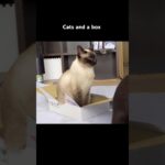 箱にいる猫🐱 – Cats and a box – #shorts #cat