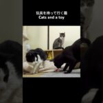 玩具を持って行く猫🐱 – Cats and a toy – #shorts #cat