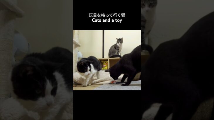 玩具を持って行く猫🐱 – Cats and a toy – #shorts #cat