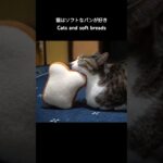 猫はソフトなパンが好き🐱 – Cats and soft breads – #shorts #cat