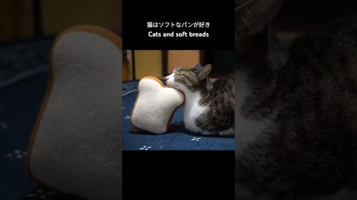 猫はソフトなパンが好き🐱 – Cats and soft breads – #shorts #cat