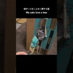 段ボールをこよなく愛する猫🐱 – My cats love a box – #shorts #cat