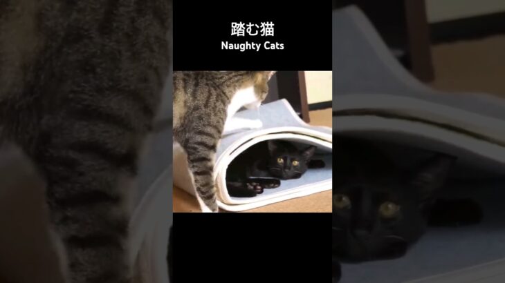踏む猫🐱 – Naughty Cats – #shorts #cat