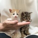 【ご報告】保護した子猫たちの今後について。