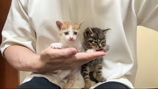 【ご報告】保護した子猫たちの今後について。