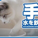 手を使って水を飲む猫