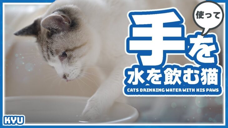 手を使って水を飲む猫