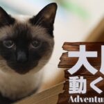 大胆に動く猫
