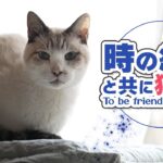 時の経過と共に猫友に