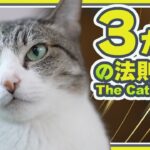 ３か月の法則と猫