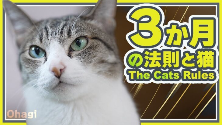 ３か月の法則と猫