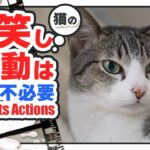 猫の可笑しな行動は慣れが不必要