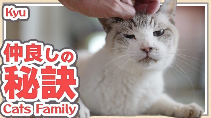 猫の仲良しの秘訣とは