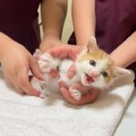 生まれて初めて動物病院で注射をされた子猫が想定外のとんでもない事になりました…