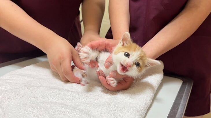 生まれて初めて動物病院で注射をされた子猫が想定外のとんでもない事になりました…