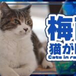 梅雨入りで猫が眠い