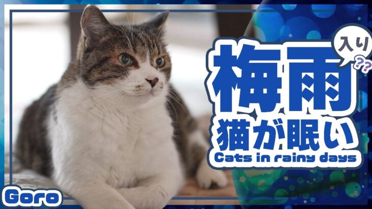梅雨入りで猫が眠い