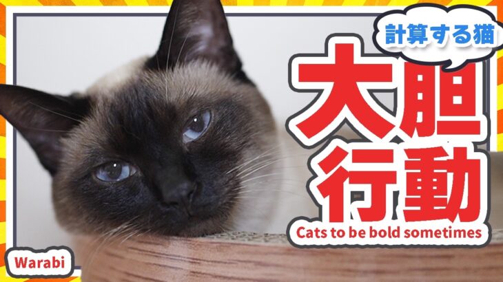 計算する猫の大胆行動