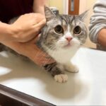騙されて動物病院に連れてこられた猫が診察室に着いた瞬間こうなっちゃいました…
