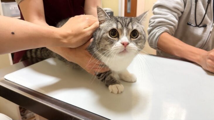 騙されて動物病院に連れてこられた猫が診察室に着いた瞬間こうなっちゃいました…