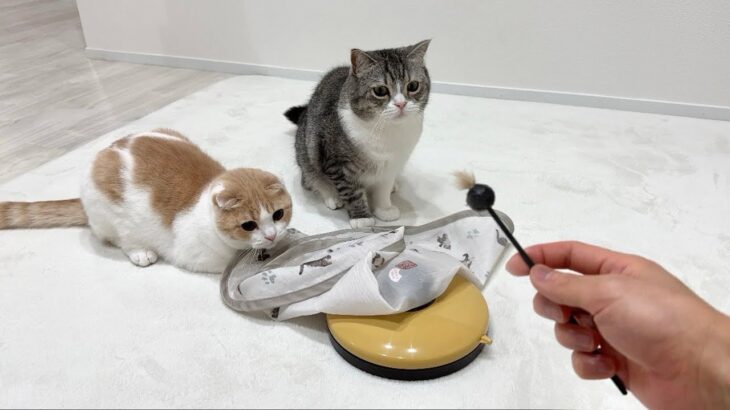 大好きなおもちゃが壊れてるのを発見した猫たちがこうなっちゃいました…