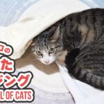 猫の慣れたポージング