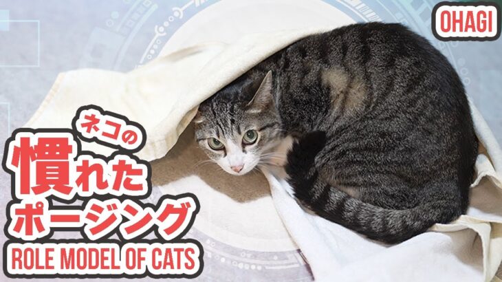 猫の慣れたポージング