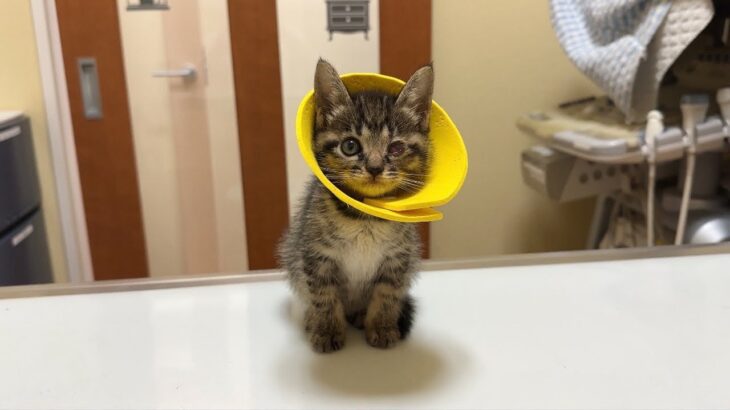 先月保護したおはぎちゃんの目の合併症についてご報告です。