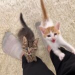 帰宅するとニャーニャー鳴きながら大喜びで出迎えてくれる子猫たちがかわいすぎました笑