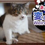 猫の変なことは可愛い