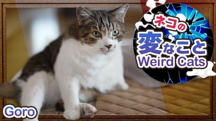 猫の変なことは可愛い