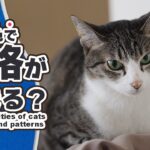 猫の毛色で性格が決まる？