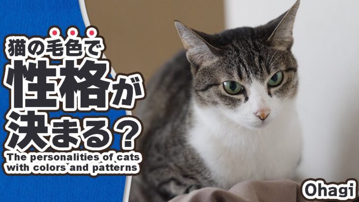 猫の毛色で性格が決まる？