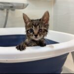 保護した生後1ヶ月半の子猫を生まれて初めてお風呂に入れたらこうなっちゃいました…