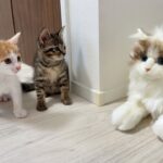 知らない猫が部屋に入ってきたら生後2ヶ月の子猫たちがこうなっちゃいました…