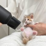 保護した生後2ヶ月の子猫を初めてドライヤーで乾かしたらこうなっちゃいました…