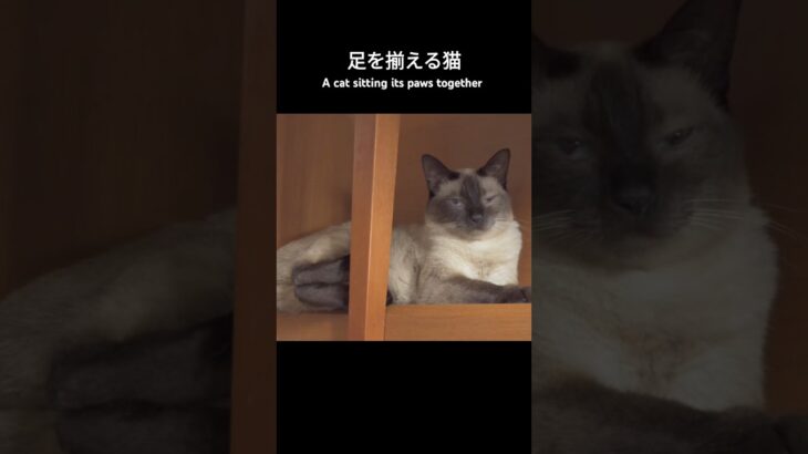 足を揃える猫🐱 – A cat sitting its paws together – #shorts #cat
