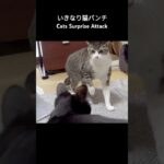 いきなり猫パンチ🐱💥 – Cats Surprise Attack – #shorts #cat