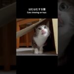 はむはむする猫🐱 – Cats chewing on toys – #shorts #cat