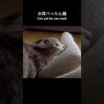 お耳ぺったん猫🐱 – Cats put her ears back – #shorts #保護猫