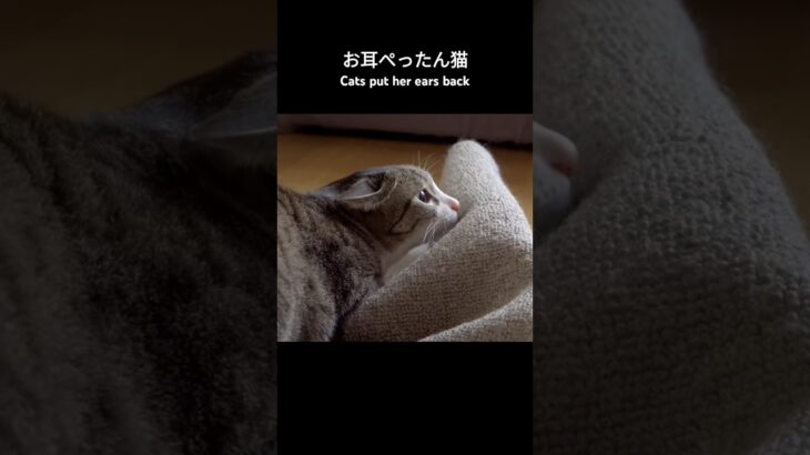 お耳ぺったん猫🐱 – Cats put her ears back – #shorts #保護猫